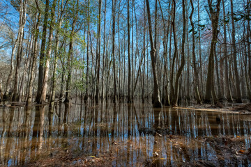 Black Gum Trees in the Swamp at General Coffee State Park, Georgia