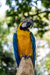 blue and yellow macaw ara/ parrot in colombia