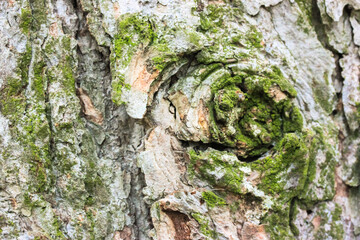 A green moss on old tree trunk close-up. A texture of bark with green moss in park or wood in spring, summer. Natural background. Save our planet concept. Ecological theme.