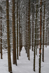 Fototapeta premium snow in the coniferous forest