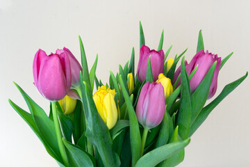 Colorful tulips in the beginning of the spring