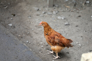  Free range chicken pecking on an organic farm happy chilling in the dirt. Image shows chicken searching food .