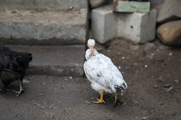  Free range chicken pecking on an organic farm happy chilling in the dirt. Image shows chicken searching food .