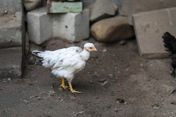  Free range chicken pecking on an organic farm happy chilling in the dirt. Image shows chicken searching food .