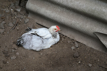  Free range chicken pecking on an organic farm happy chilling in the dirt. Image shows chicken searching food .