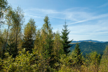alpine pine in the landscapes of the mountains on a sunny day