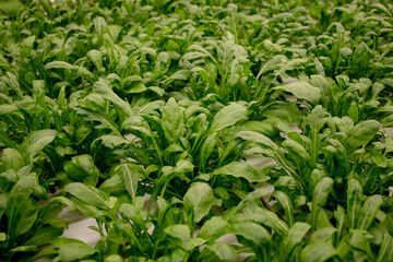Fototapeta premium Fresh arugula leaves, close up. Lettuce salad plant, hydroponic vegetable leaves. Organic food ,agriculture and hydroponic conccept.