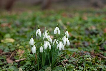 Snowdrop plant and flowers, Galanthus nivalis, in a forest