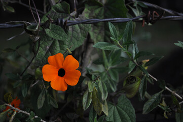 Colombian Willd Flower 