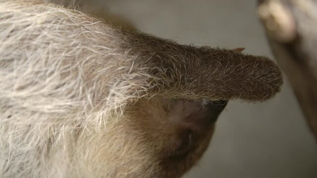 A two toed sloth hanging in a tree close to the camera slow motion cinematic