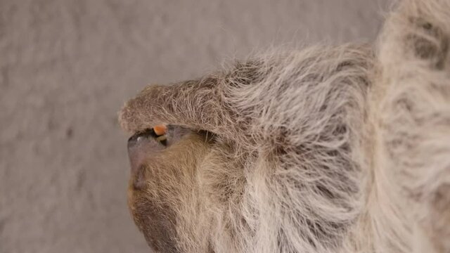 A two toed sloth hanging in a tree close to the camera slow motion cinematic