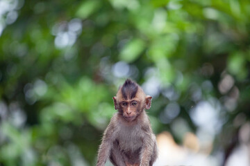 可愛いサル