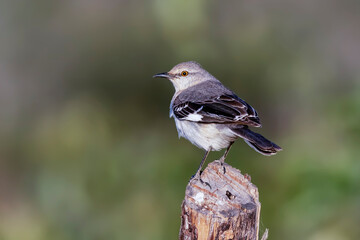 Northern mockingbird