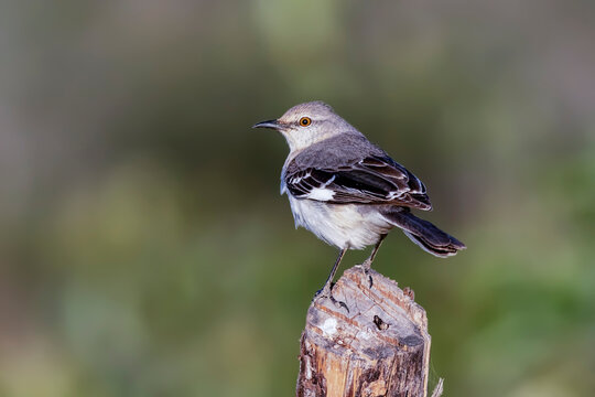 Northern mockingbird
