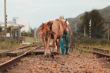 Ahead With Your Horse 01