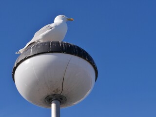 Möwe sitzt auf Straßenlaterne