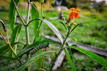 Circle of life of the caterpillar