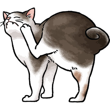 recommend clip art: 【手描きベクター動物イラスト素材】毛づくろいをしているキジトラ白猫のイラスト