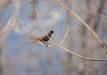 Red-winged blackbird perched on branch in late winter