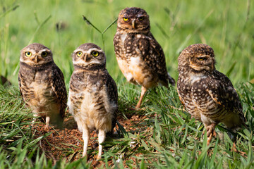 coruja fam&iacute;lia