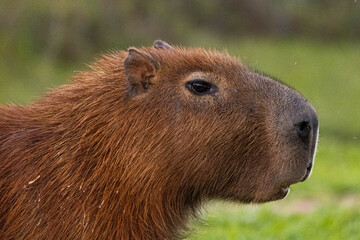Capivara