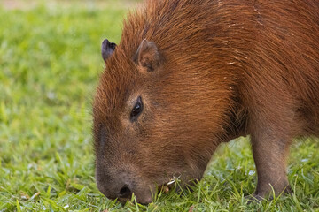 Capivara