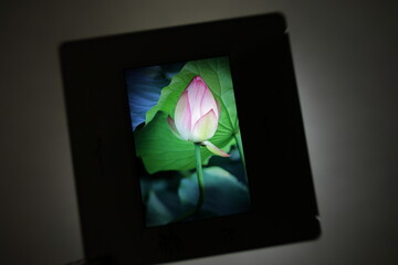 ポジフィルムに写った蓮の花、つぼみ