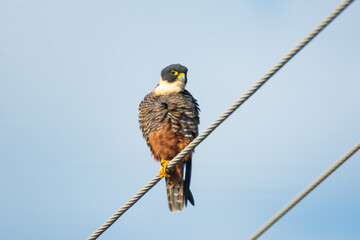 halcon murcielaguero