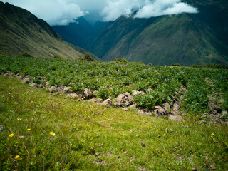 Andean potato planted in Ollantaytambo cusco