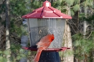 Red cardinal sitting on bird feeder with woods in back profile