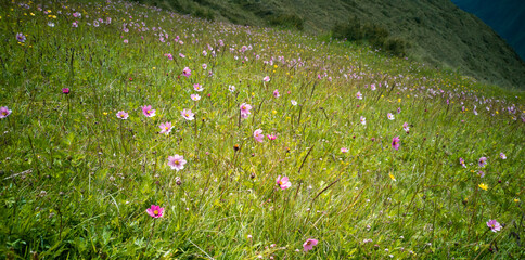 Andean flower of Cusco, garden
