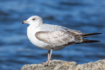 Close Up of a Ring Billed Gull on Rock against Blue Water
