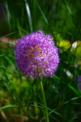 Purple onion (Allium caeruleum) is species of perennial herbaceous plants of genus Allium of Amaryllidaceae family. Natural background