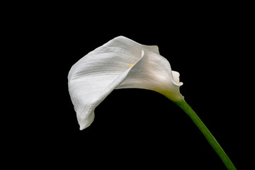 Single white calla lily flower isolated over black background.