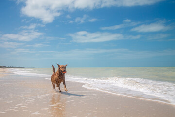 Perro jugando en la playa en un soleado dia de verano