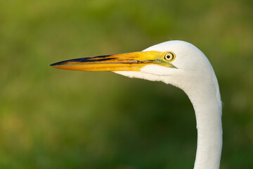 close up of a white heron