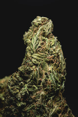 close up portrait of Amnesia Cannabis Marijuana Dry Buds