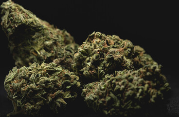 close up portrait of Amnesia Cannabis Marijuana Dry Buds