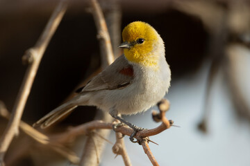 A verdin (Auriparus flaviceps) perches on a branch in Tucson, Arizona