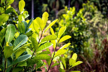 Close de folhas de erva mate