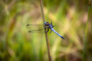 Libélula azul
