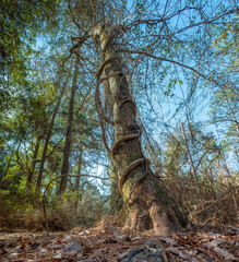 Fototapeta premium Vine Covered Tree in General Coffee State Park, Georgia