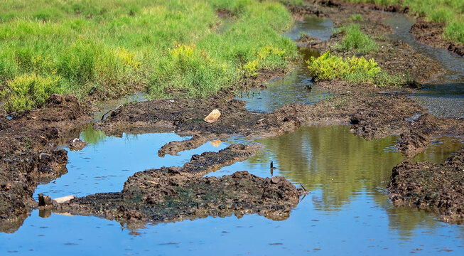 Muddy Vehicle Tracks