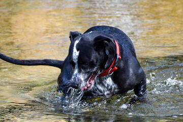 black labrador retriever