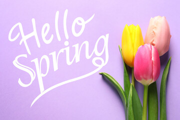 Hello Spring. Beautiful spring tulips on lilac background, top view
