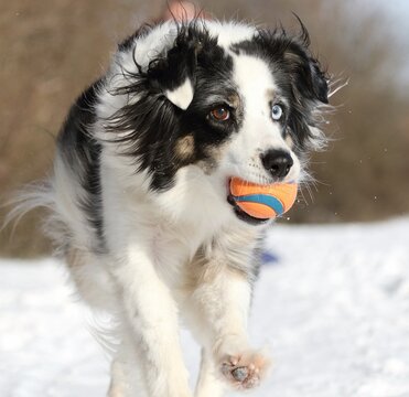 Australian Shepherd Yuki mit Ball in Schnauze im Schnee.
