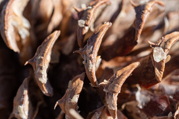 close up of a pine cone