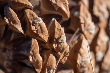 close up of pine cone