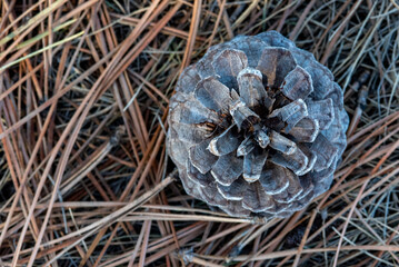pine cone on the ground