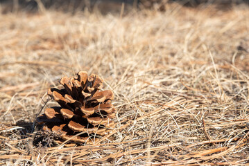 close up of pine cone